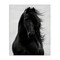 Stupell Industries Black Stallion Horse Portrait Canvas Wall Art